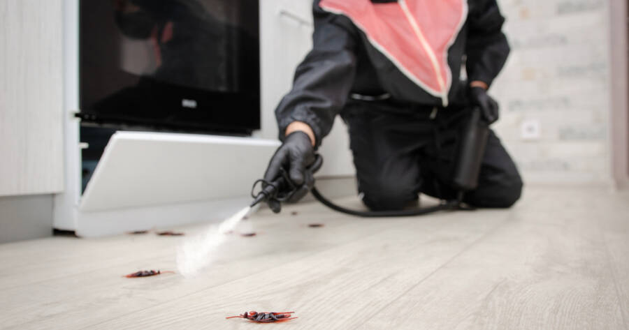 Emergency Pest Control Services: What You Should Know